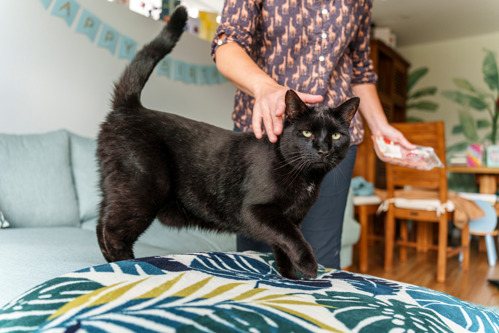 A black cat standing with their bum and tail in the air while a person strokes their back