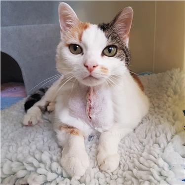 Cat after a thyroid operation