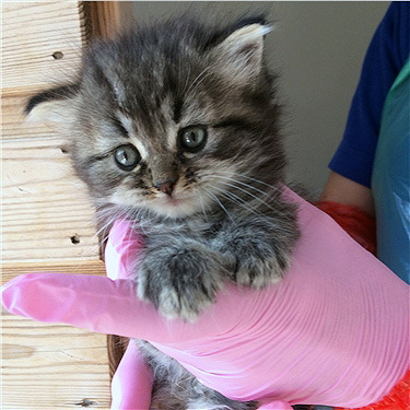 Tabby kitten being held