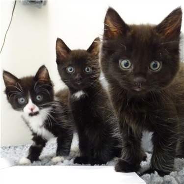 Three black and white kittens