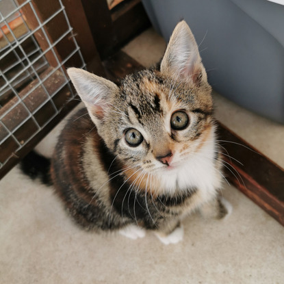 tabby kitten