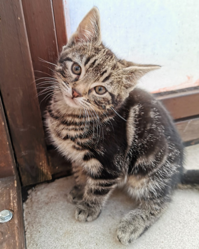 tabby kitten