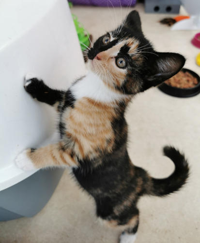 Tortoiseshell kitten