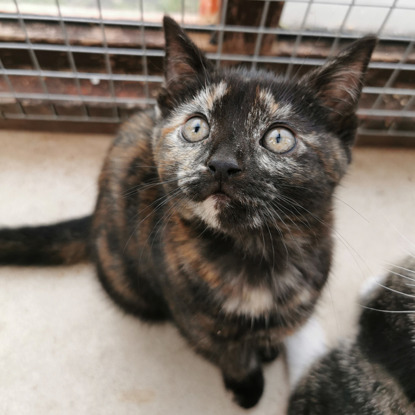 Tortoiseshell kitten