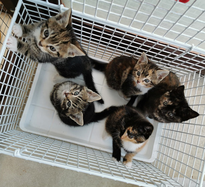 litter of tabby and tortie kittens in a basket