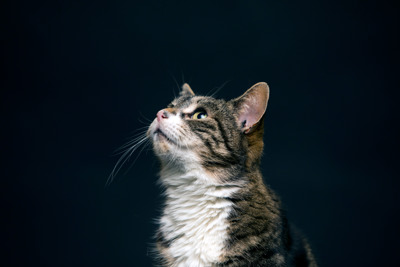 Copyright Cats.org.uk (c) Cats.org.uk