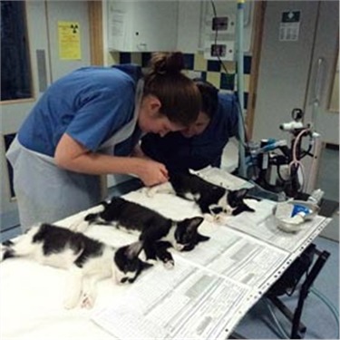 Kittens being neutered