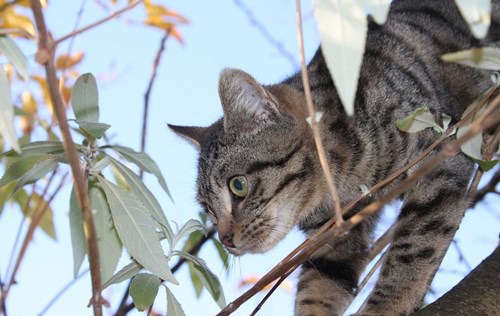 Top cat protection lost and found Shop