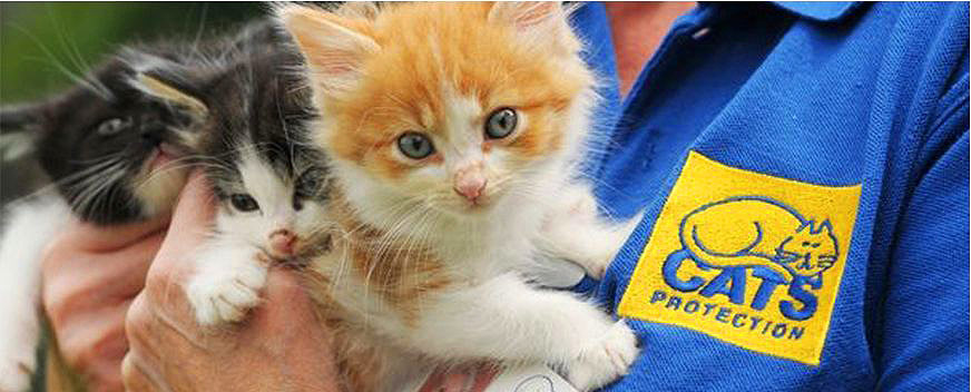 Cat's shop protection league