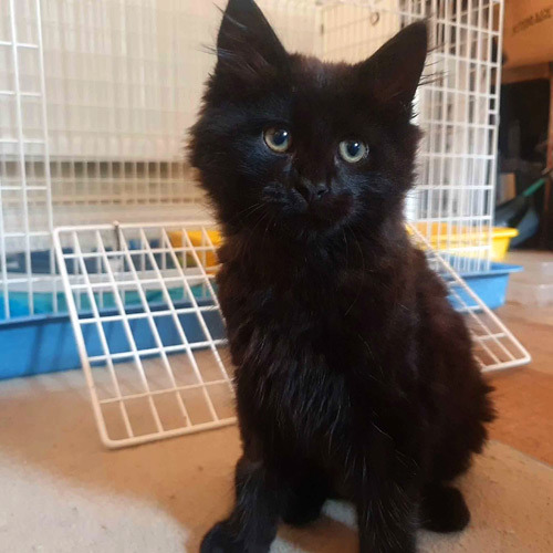 Black kitten