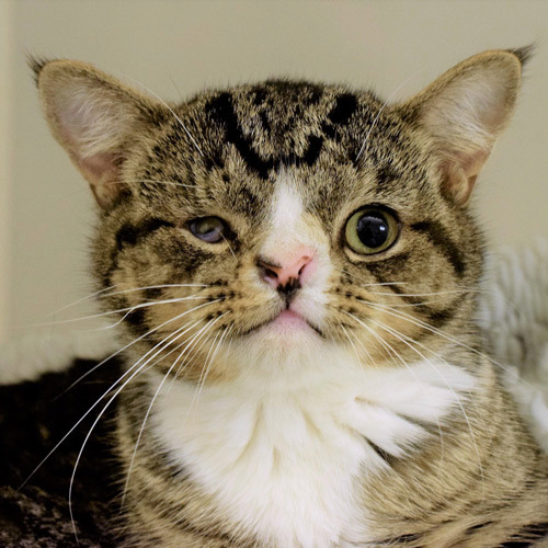 Tabby cat with Facial deformity