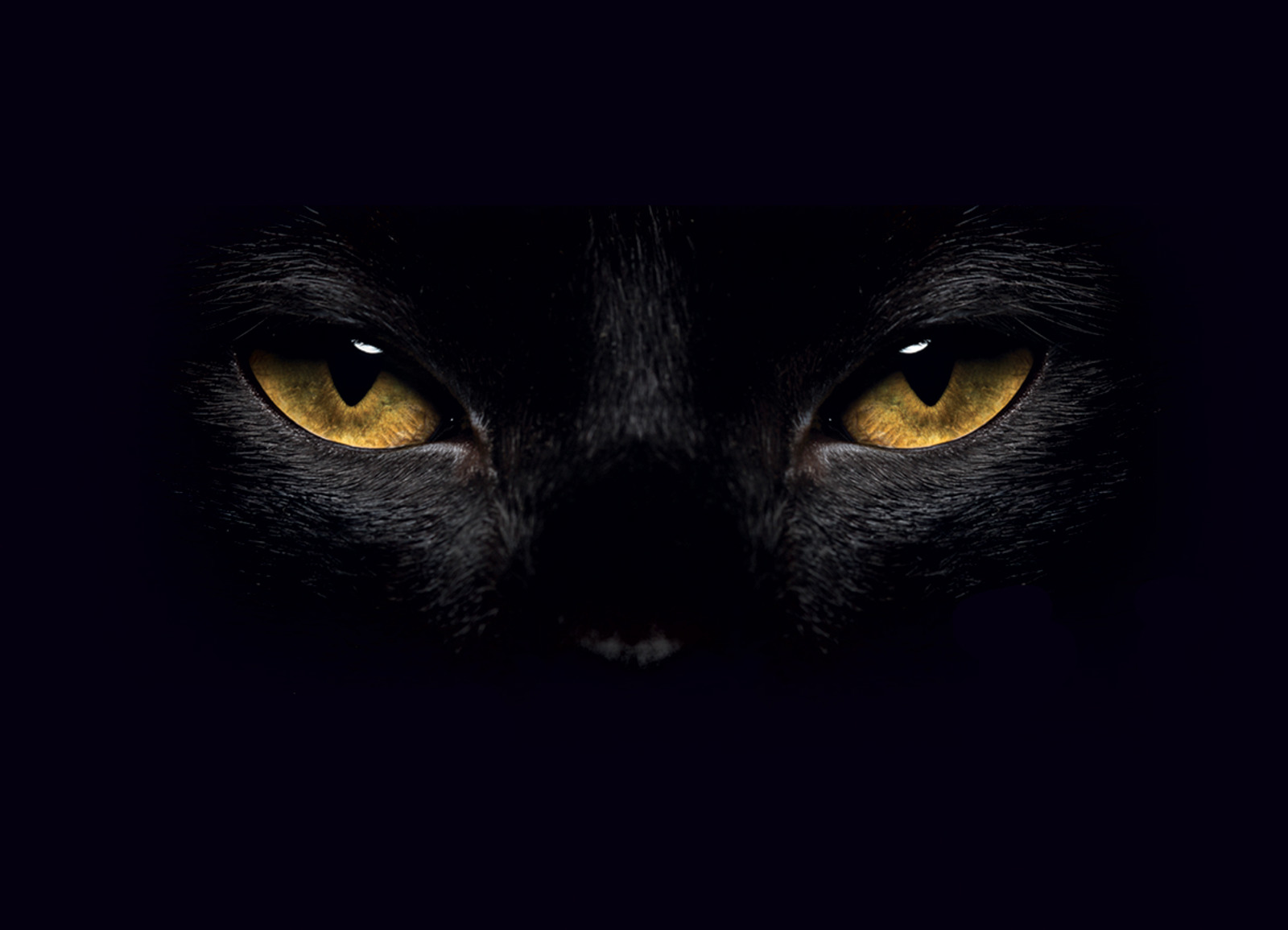 Black Cat Quiz Events Cats Protection Black Cat Quiz Events Cats Protection