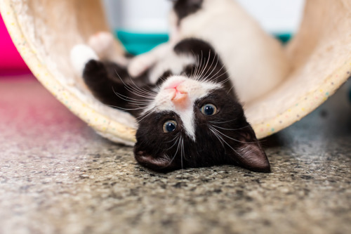 black-and-white kitten lying upside down in beige play tunnel