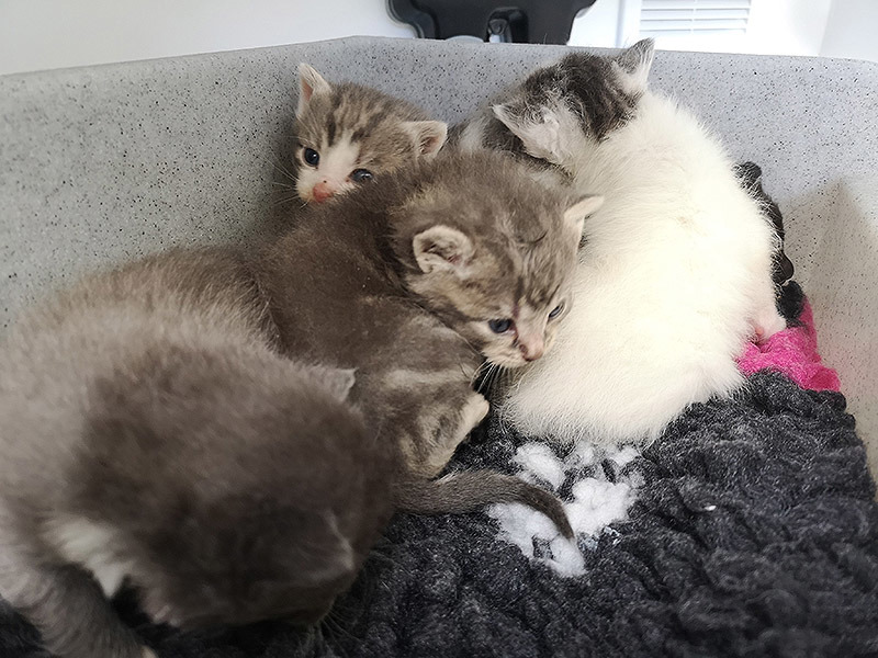 Kittens dumped in plastic bag and left on gate | Cats Protection