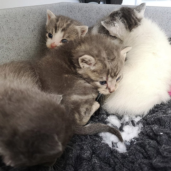 Grey and white kittens