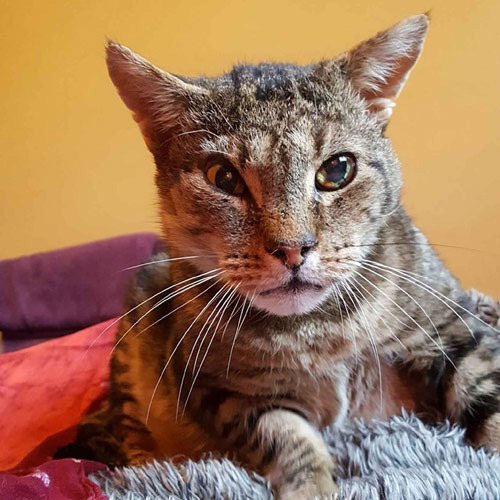 Tabby cat with facial deformity