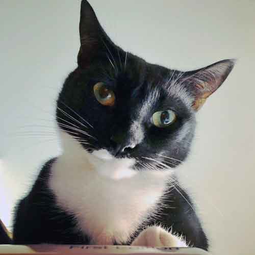 Black-and-white cat looking at camera