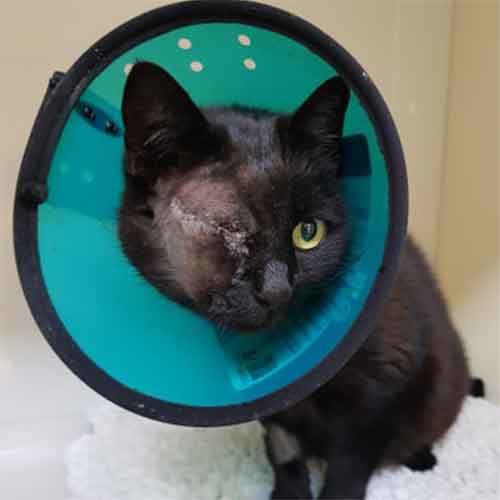 Photo of Martha wearing a buster collar after having her eye removed