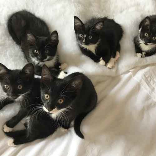 Photo of all five black-and-white kittens