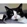 Pretty the black and white cat
