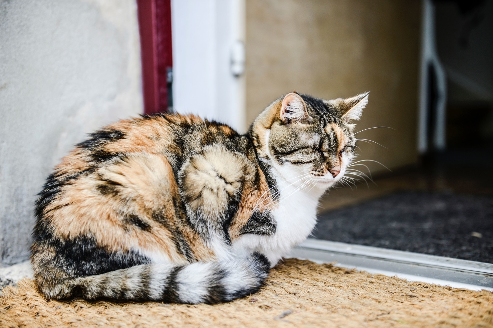 Bringing a Cat Home Help & Advice on Cat Care Cats Protection