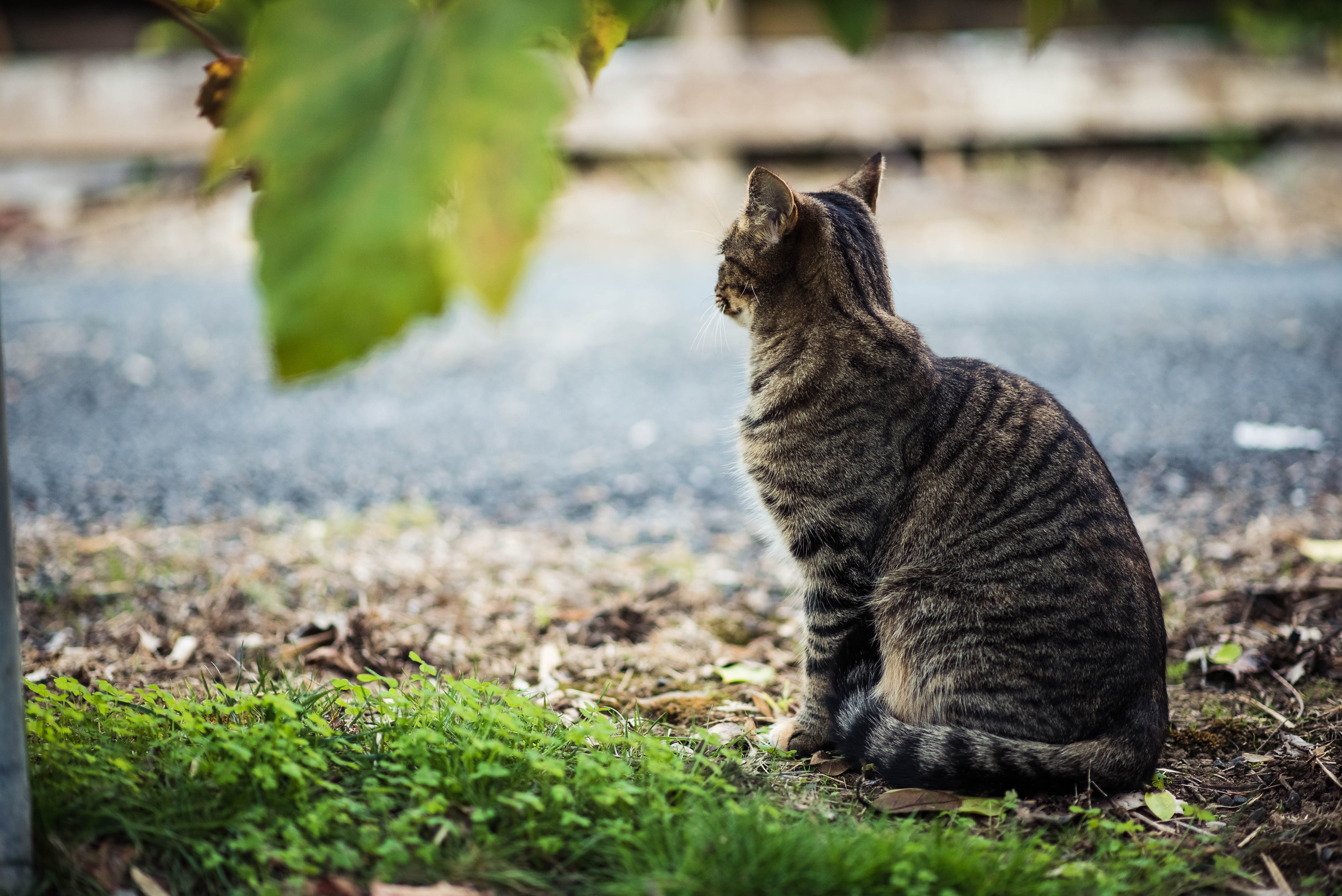 Lost, found and feral cats