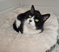 Black and white cat in a cat bed looking up at the camera