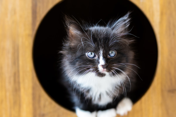 What happens to cats during puberty?