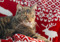 Tabby cat lying on a red and white patterned blanket, looking to one side.