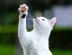 CATS Report Linkbox NI
