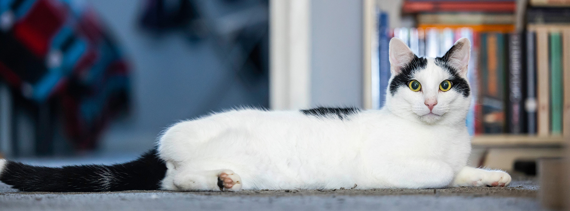 Disabled cats
