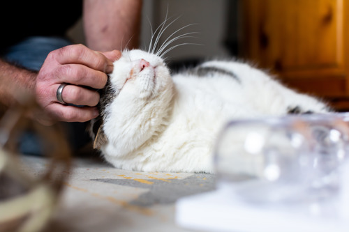 grey-and-white cat having their head scratched by a human