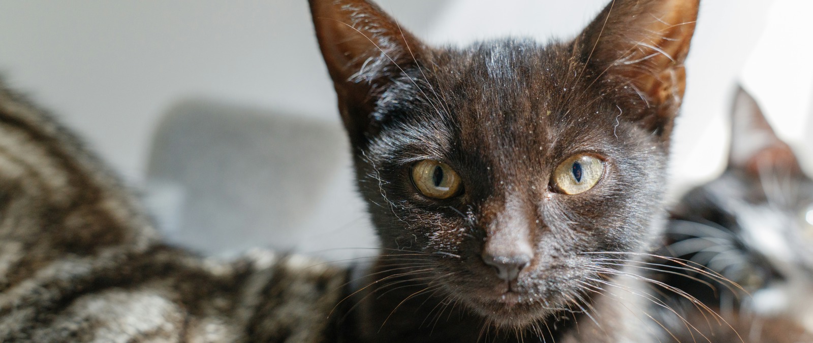 Cats Protection London