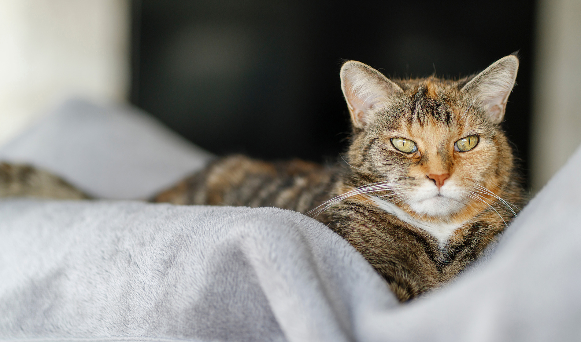 Arthritis in cats