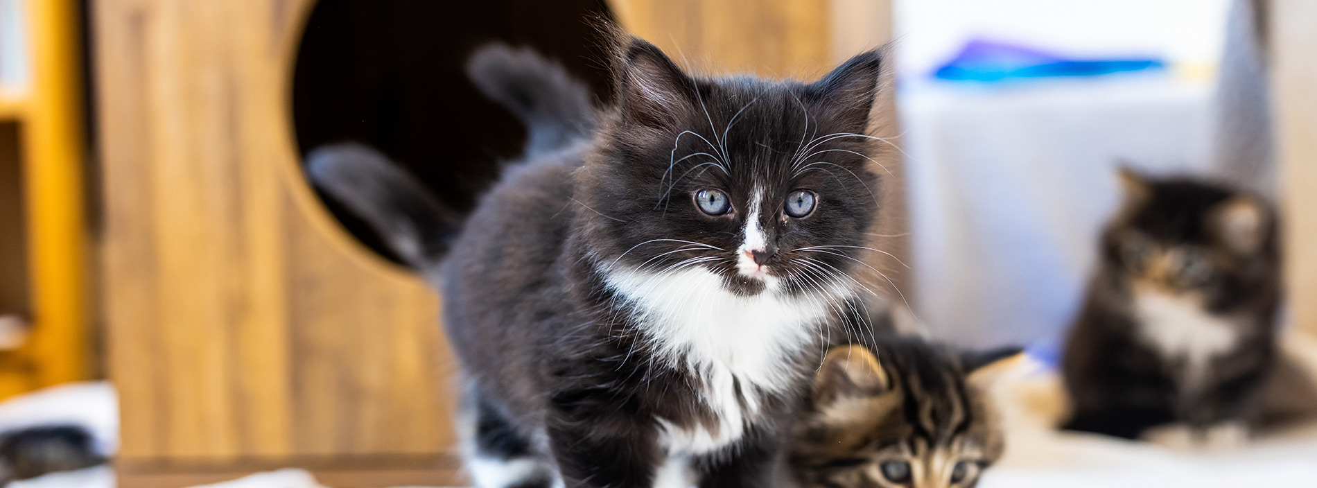 Buying a kitten