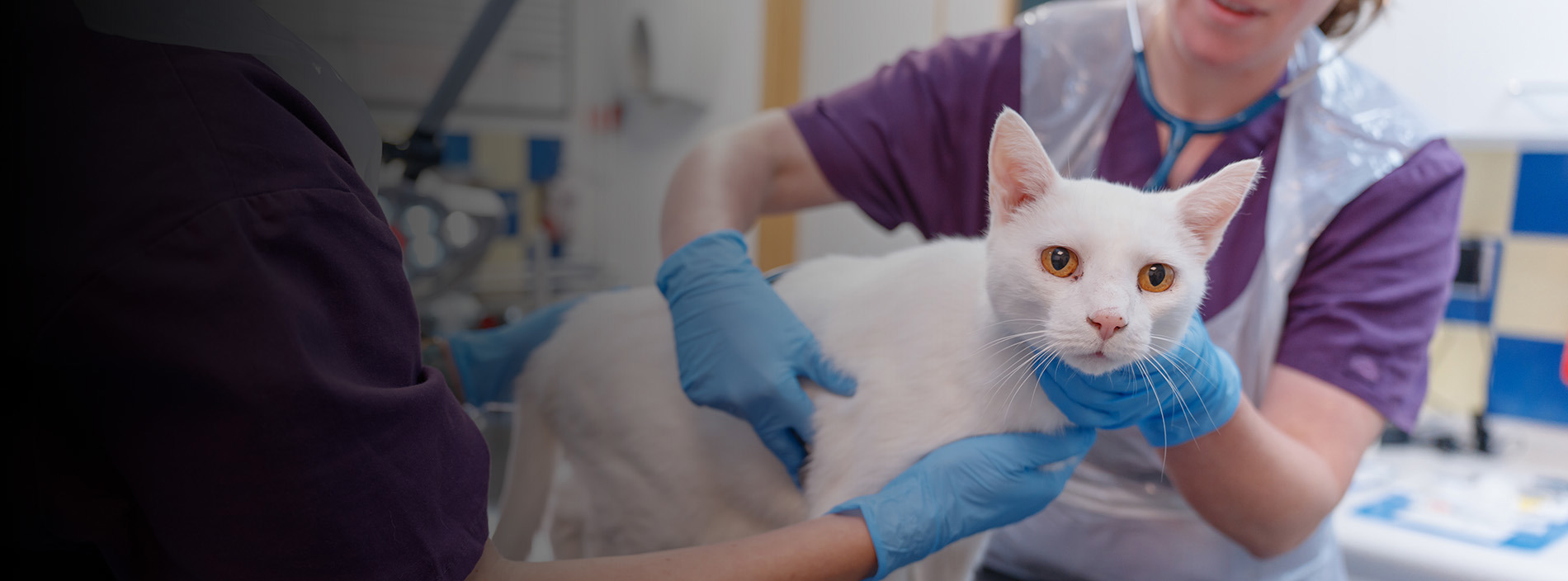 Neutering your cat