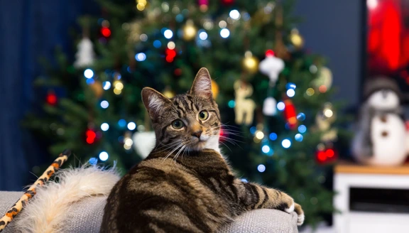 Tabby cat against backdrop of Christmas tree