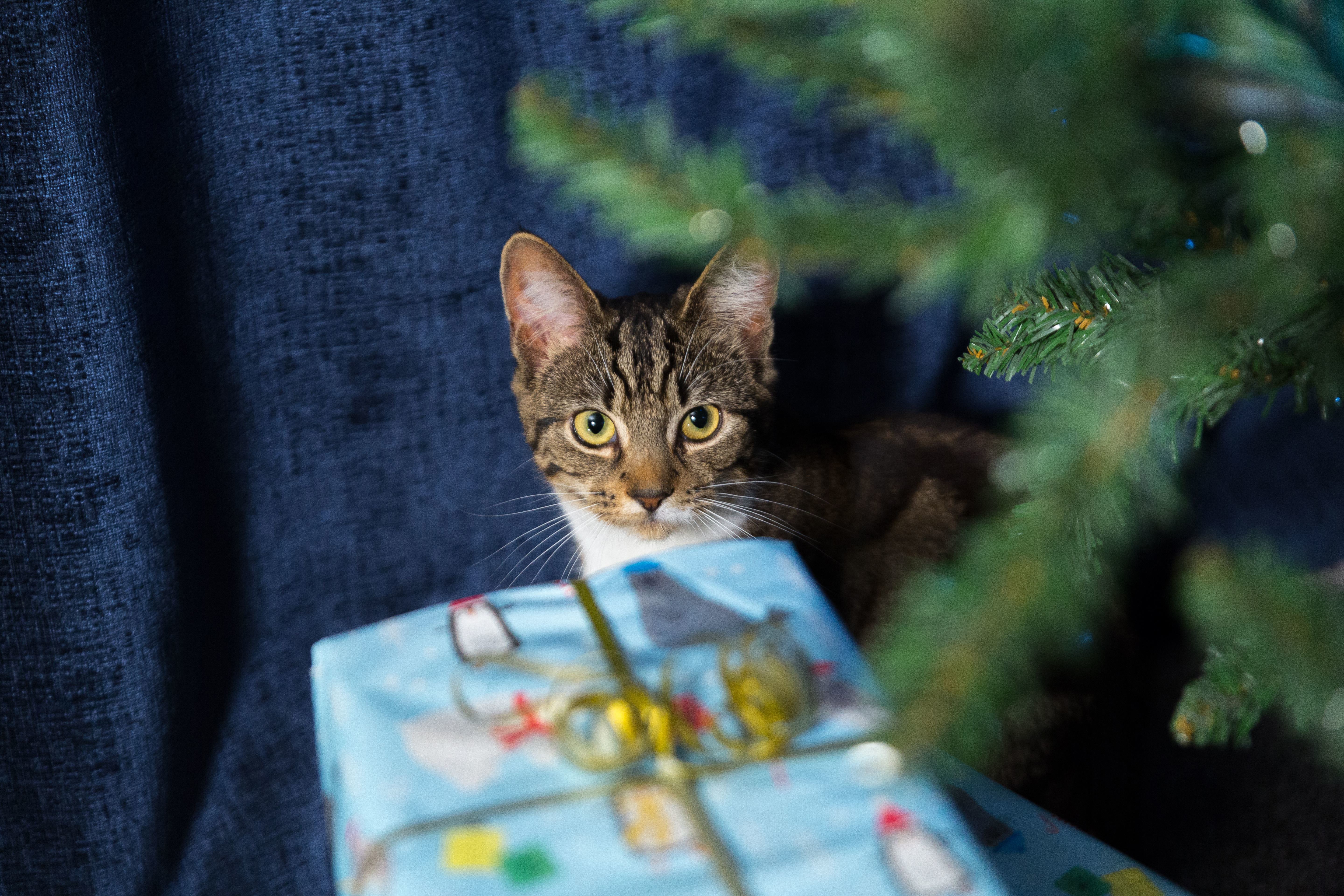 Keeping your cat safe at Christmas