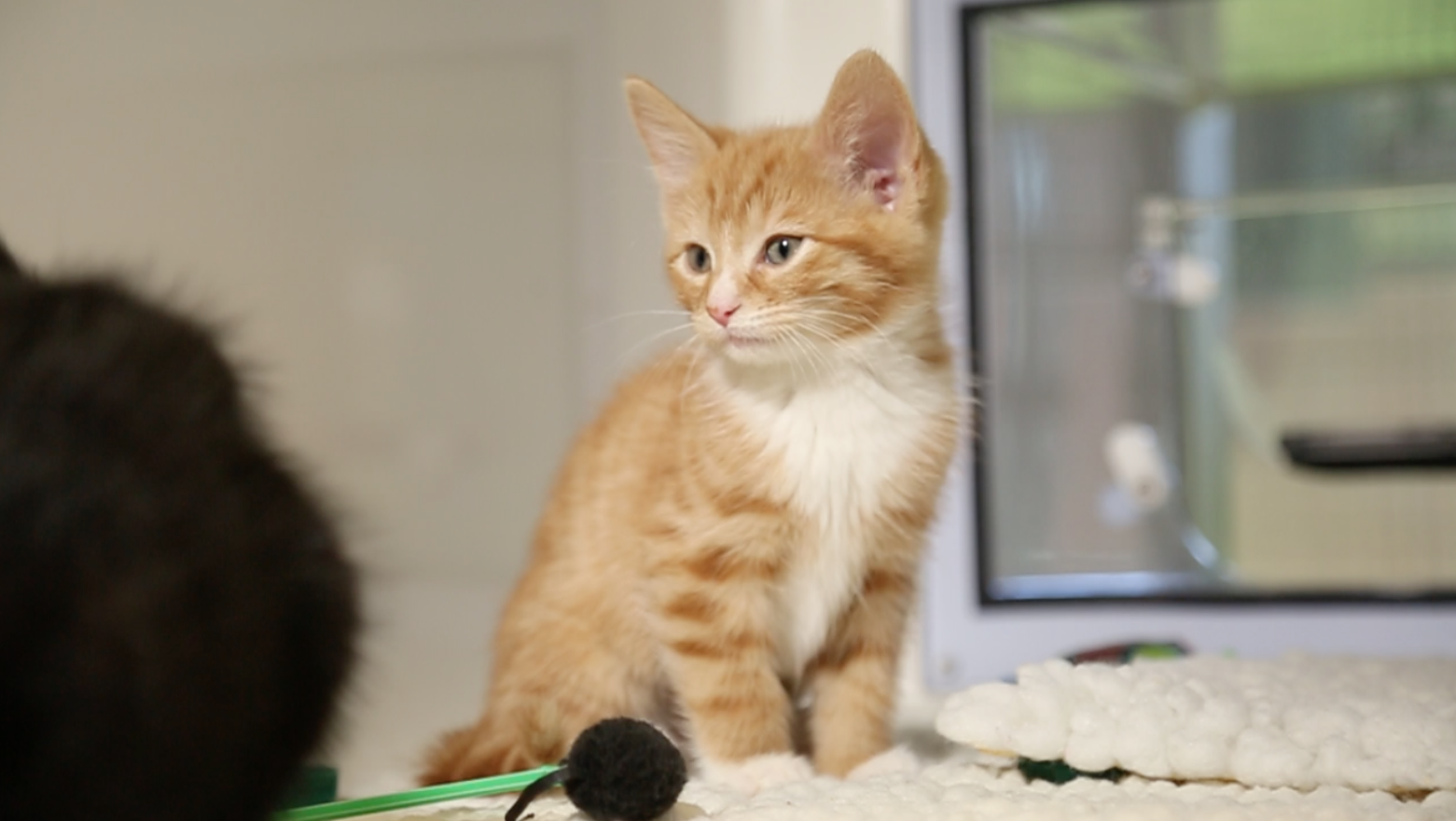 Adopt a cat | Find a cat to adopt 