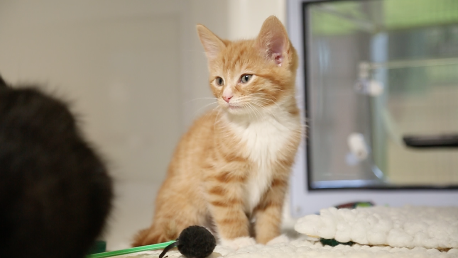 long haired kittens near me