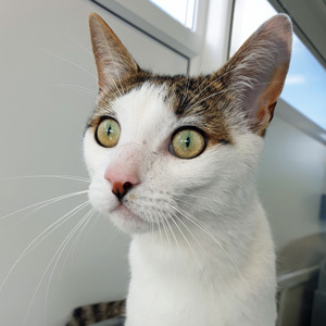 White and tabby cat Popsy facing forwards