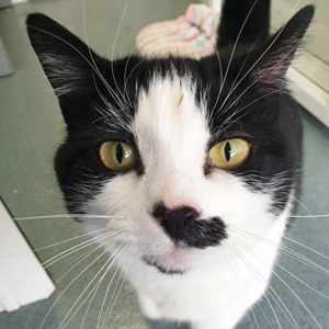 Black and white cat Betsy looking directly into the camera