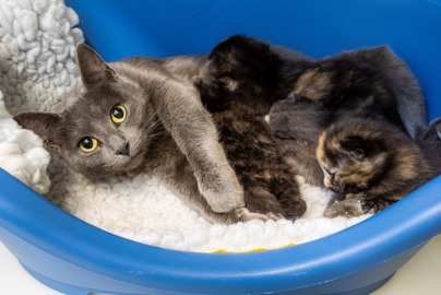 Grey cat Crystal with her four newborn kittens