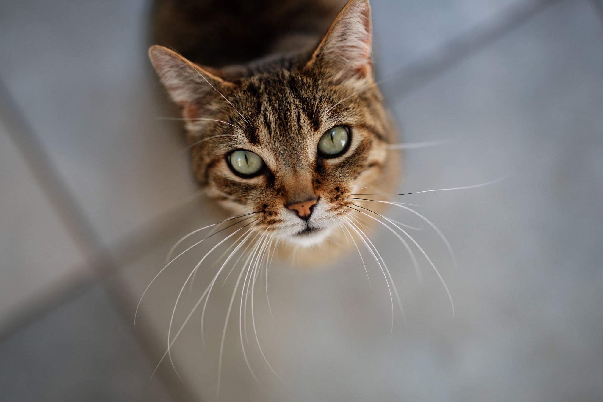 Preparing Your Home For a Cat Cats Protection Preparing Your Home For a Cat Cats Protection