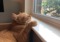 ginger cat with chin and paw resting on a windowsill
