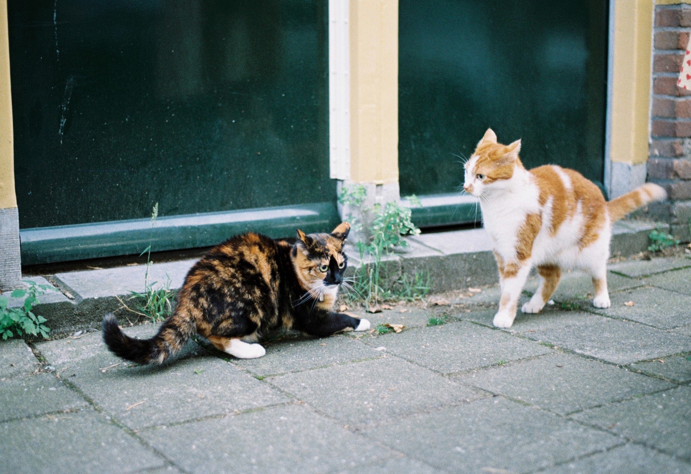 Angry Cat - Street Fighting Cats