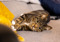brown tabby-and-white cay lying on their side with their front paws on a yellow cushion
