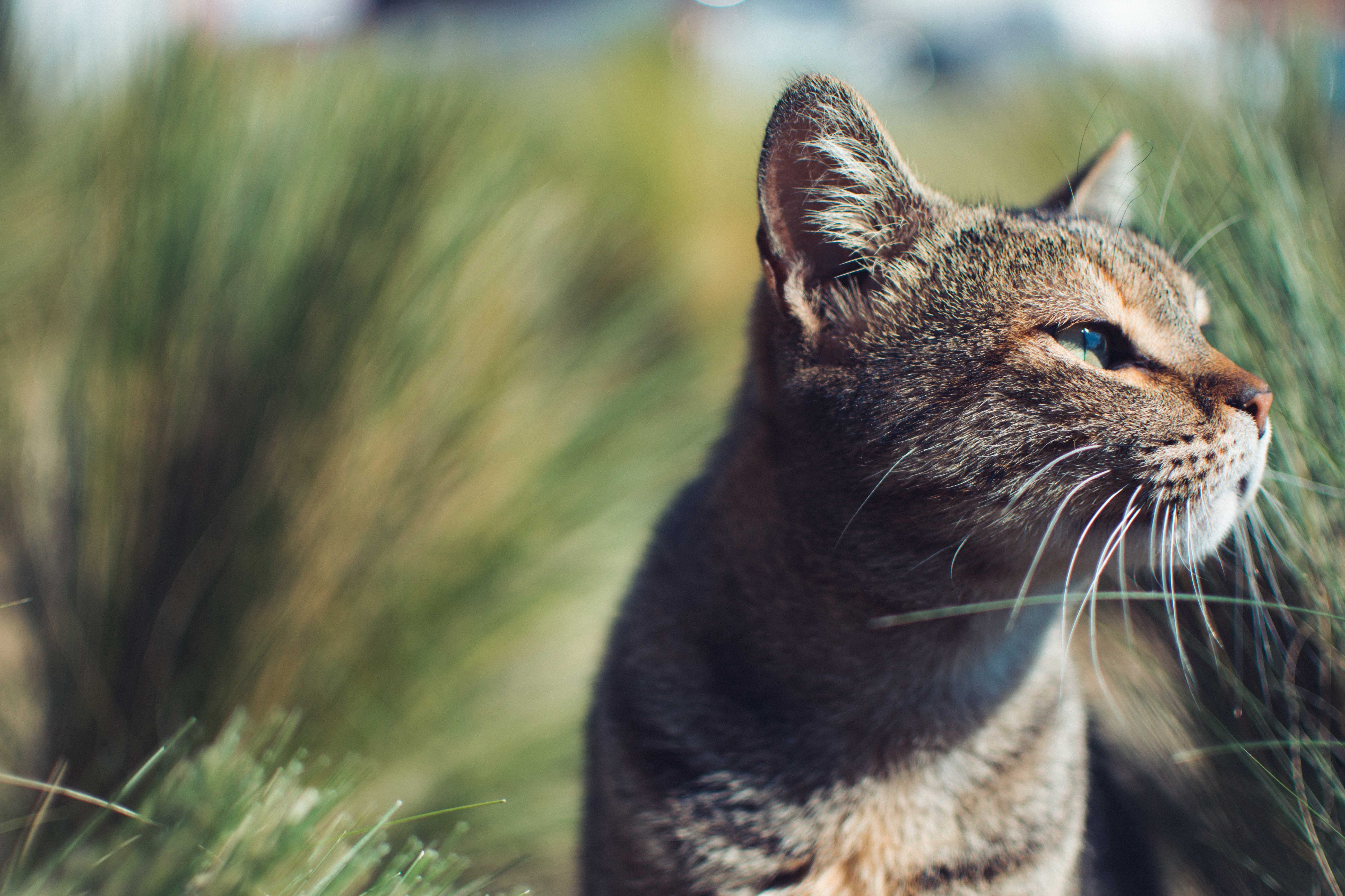 Three-legged cats