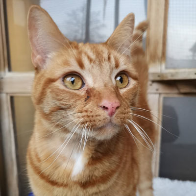 Close up of ginger cat Jaffa facing the camera