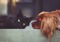 black cat and brown spaniel dog looking at each other